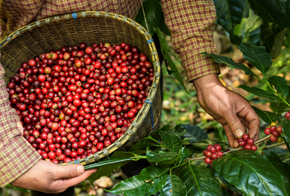Entidades assinam pacto pelo trabalho decente na cafeicultura no Brasil
