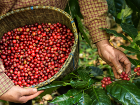 Entidades assinam pacto pelo trabalho decente na cafeicultura no Brasil