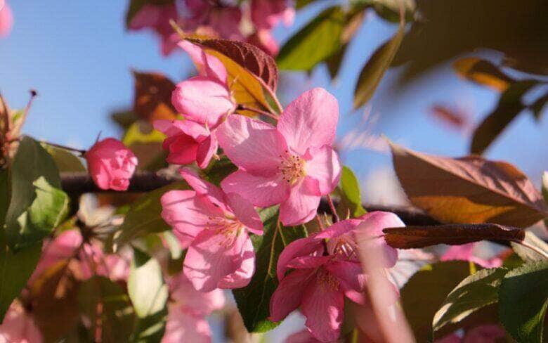 flores