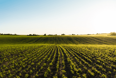 Mapa institui Câmara Temática de Gestão de Risco Agropecuário para enfrentar desafios ambientais e climáticos no setor