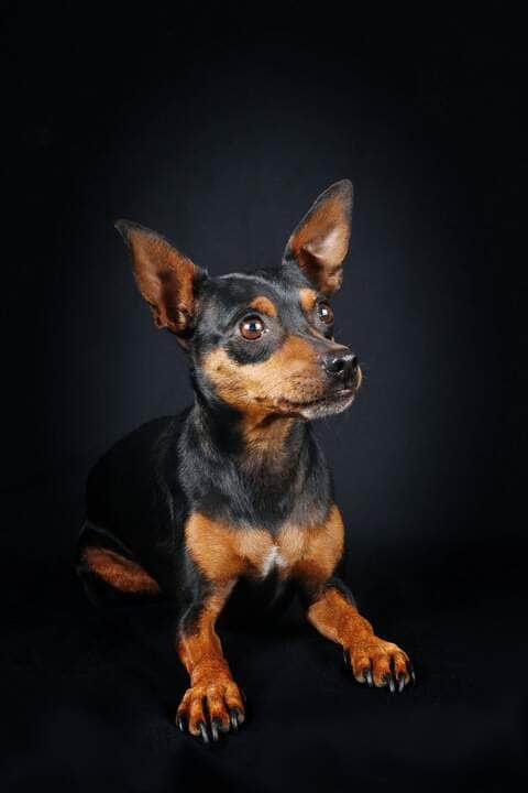 Cachorro Pinscher: Um Fofinho Cheio de Energia e Curiosidades! 82 miniature pinscher - Fotos do Canva