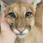 onca