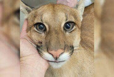 onca