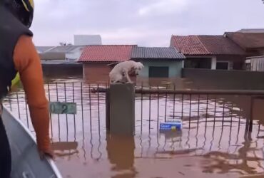 Equipe de resgate socorrem animais em área de risco devido a forte chuva. Foto: grupoamorempatas/Instagram