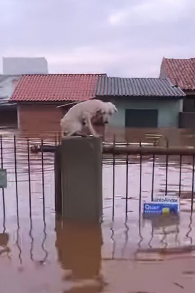 Equipe de resgate socorrem animais em área de risco devido a forte chuva. Foto: grupoamorempatas/Instagram