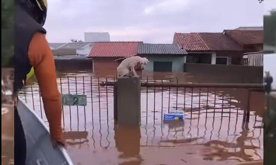 Equipe de resgate socorrem animais em área de risco devido a forte chuva. Foto: grupoamorempatas/Instagram