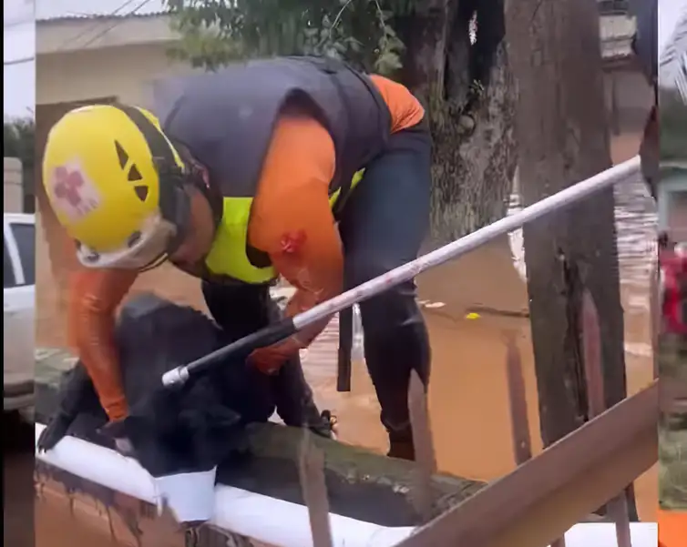 Equipe de resgate socorrem animais em área de risco devido a forte chuva. Foto: grupoamorempatas/Instagram