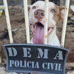 Polícia Civil e Juvam resgatam cachorros que estavam abandonados após dono sofrer AVC