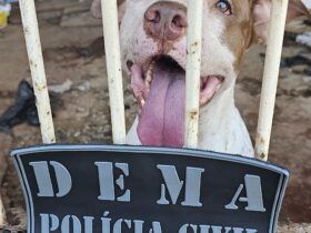 Polícia Civil e Juvam resgatam cachorros que estavam abandonados após dono sofrer AVC