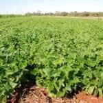 plantio direto embrapa sebastiao araujo