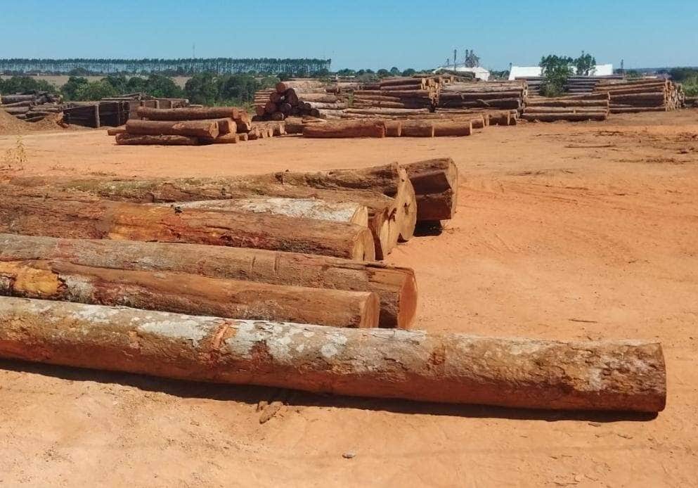 policia civil apreende caminhao com madeira ilegal e indicia tres por crime contra o meio ambiente interna 2 2024 05 23 1461279670