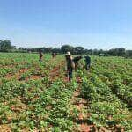 produtor de gergelim Mato Grosso