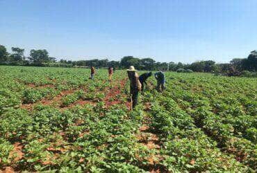 produtor de gergelim Mato Grosso