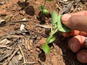 Plantio de soja no Mato Grosso