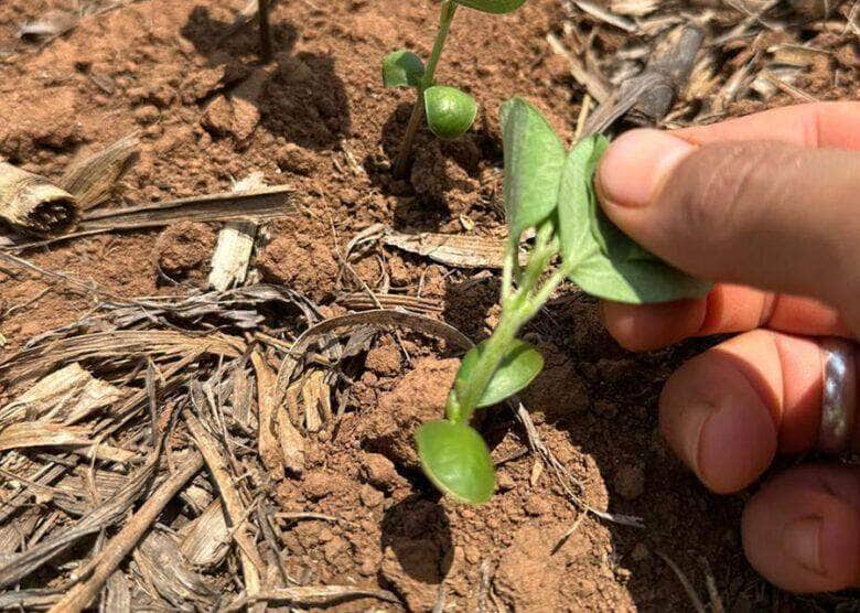 Chuvas abaixo da média podem prejudicar plantio de soja em Mato Grosso