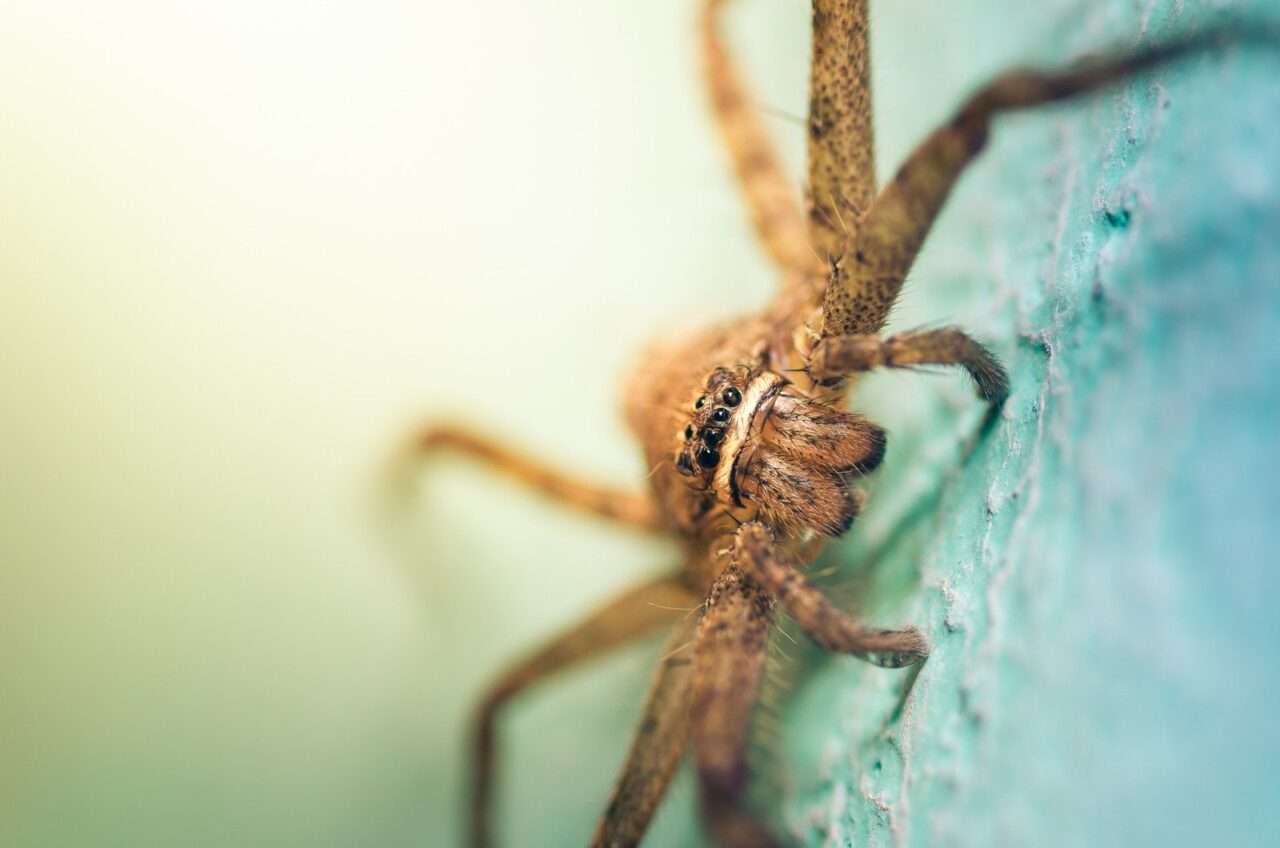 Aranhas Marrom: Desvendando os mistérios por trás da picada mais famosa do brasil! 6 Aranha Marrom - Foto Canva