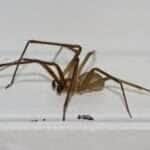 Aranha Marrom  - Foto Canva