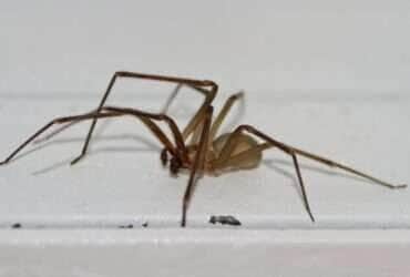 Aranha Marrom  - Foto Canva