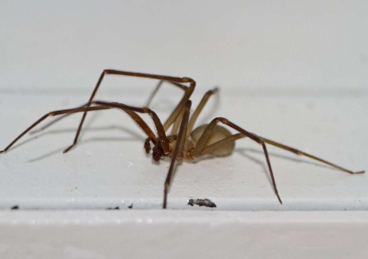 Aranhas Marrom: Desvendando os mistérios por trás da picada mais famosa do brasil! 4 Aranha Marrom - Foto Canva