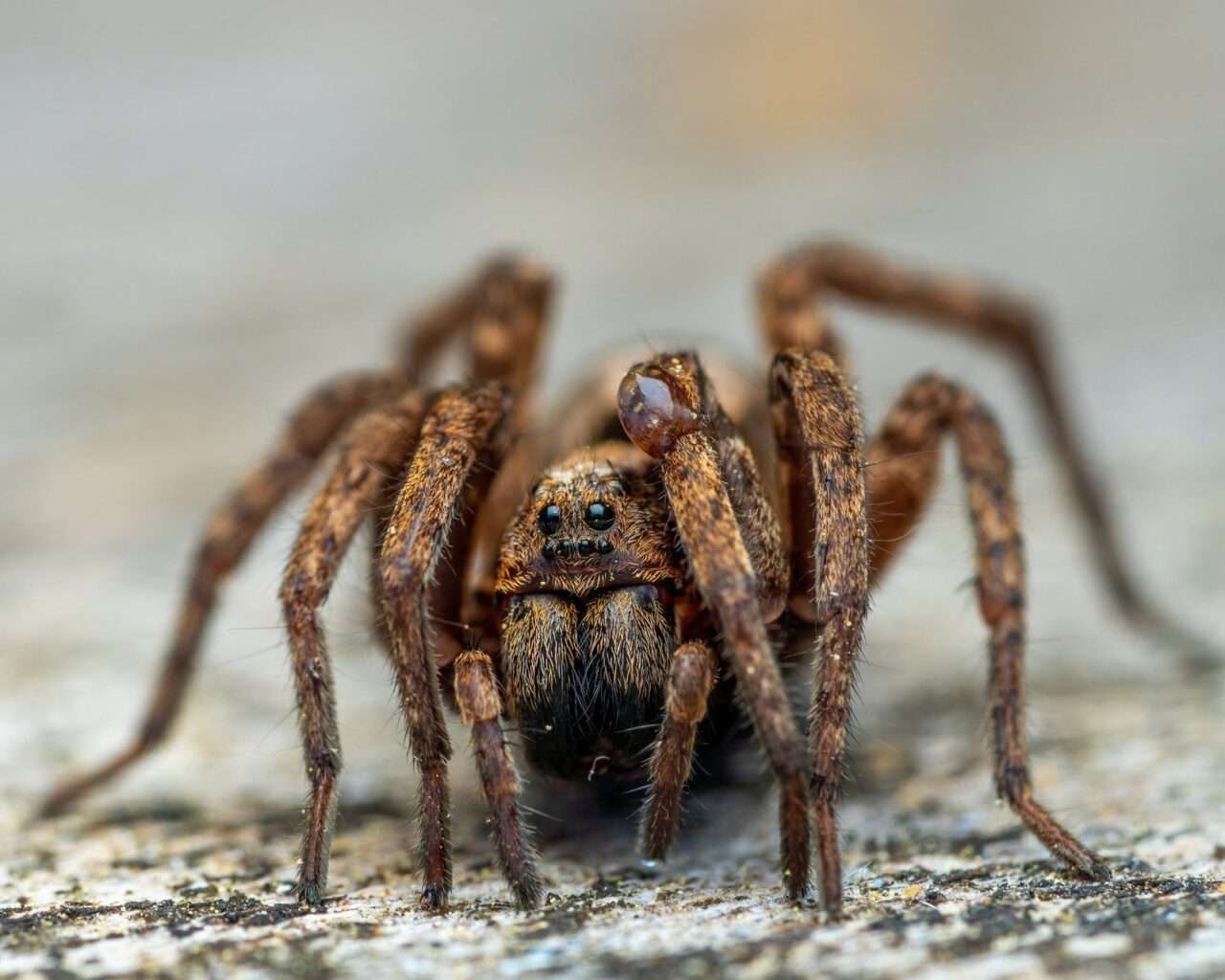Aranhas Marrom: Desvendando os mistérios por trás da picada mais famosa do brasil! 3 Aranha Marrom - Foto Canva