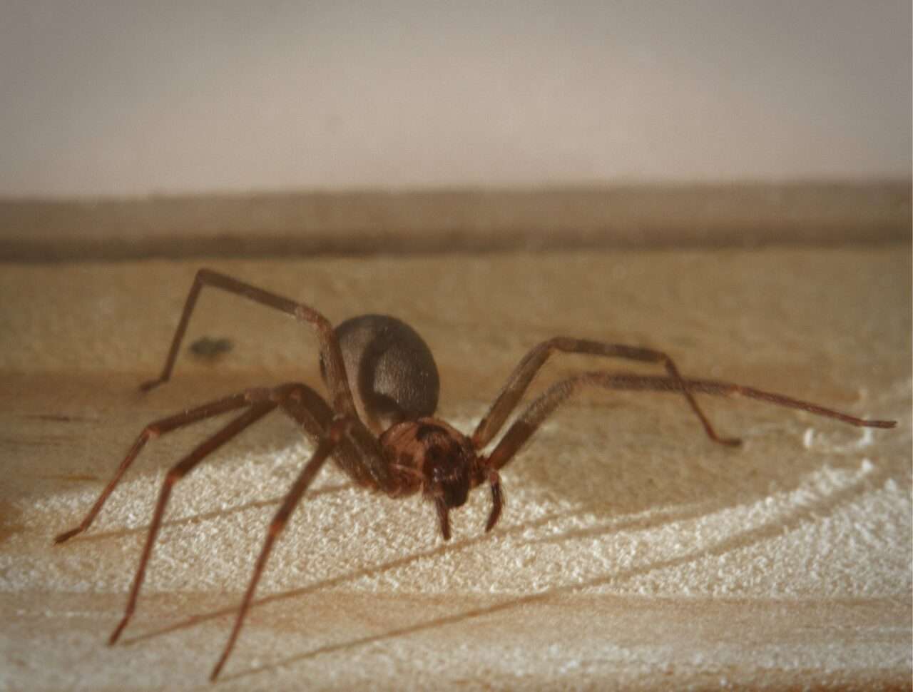 Risco de acidentes com aranha-marrom aumenta nos meses mais quentes 2 Aranha Marrom - Foto Canva
