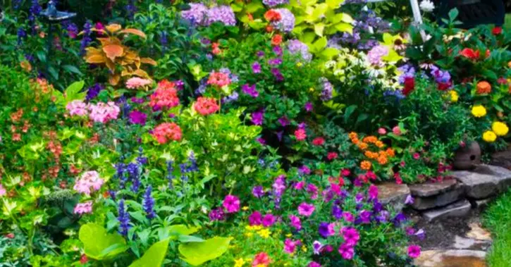 6 truques simples para atrair borboletas para o jardim da sua casa 4 Borboleta
