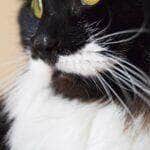 Cat Moustache - Fotos do Canva