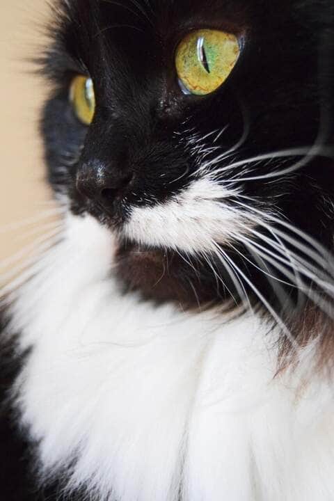 Cat Moustache - Fotos do Canva