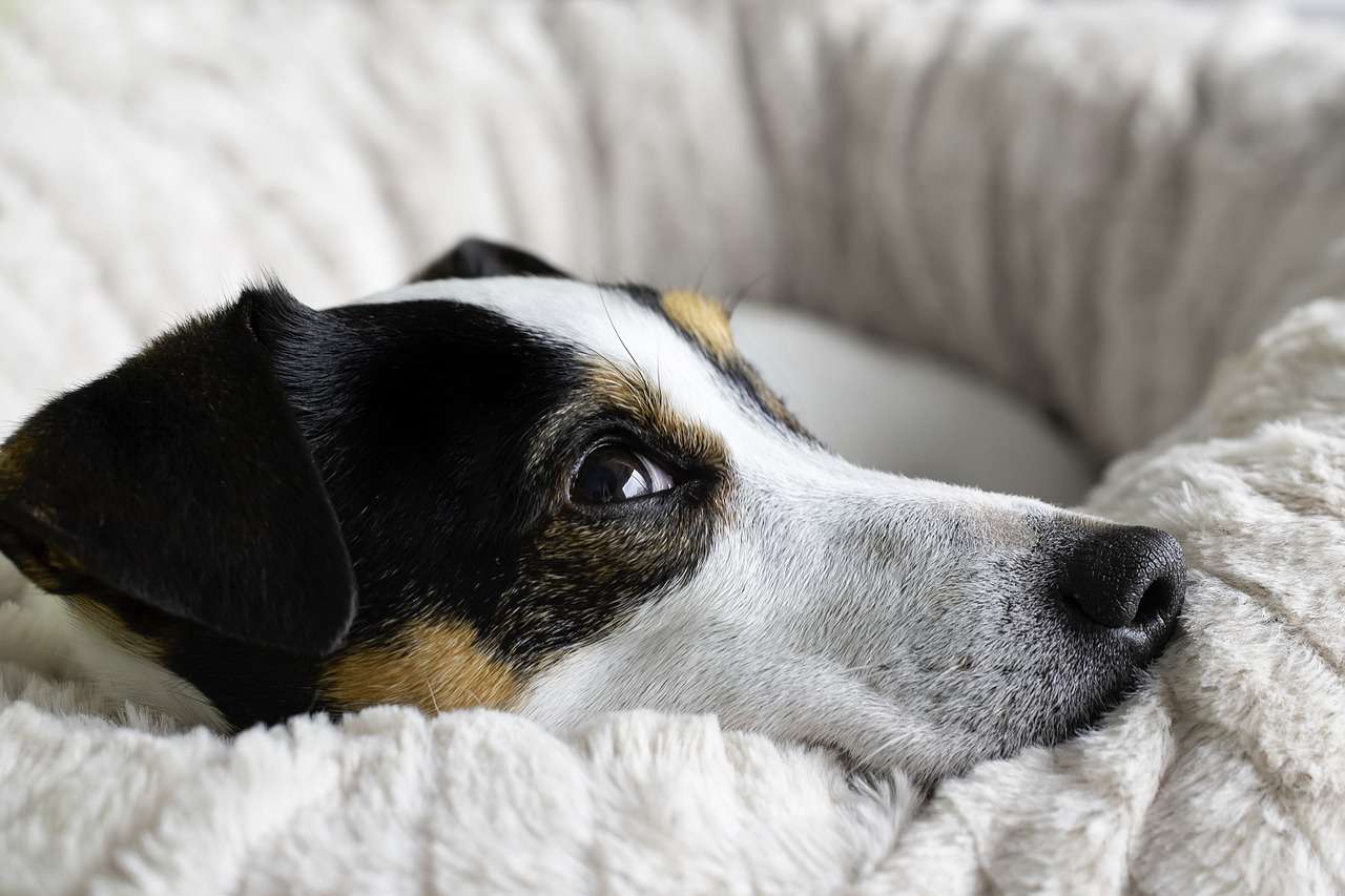 Inverno é sinônimo de frio e baixa umidade do ar para os pets