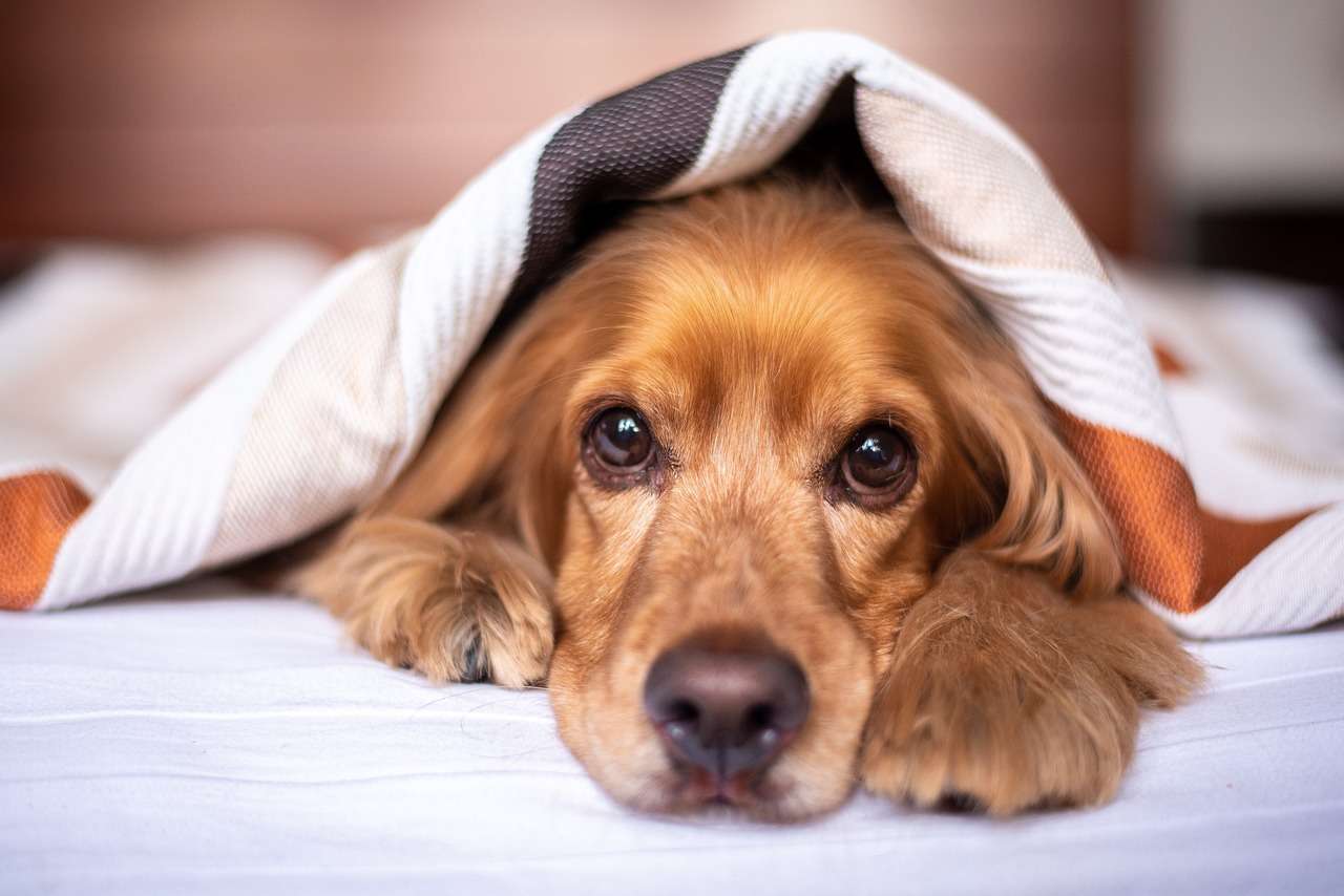 Inverno é sinônimo de frio e baixa umidade do ar para os pets