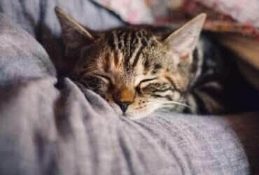 Inverno é sinônimo de frio e baixa umidade do ar para os pets
