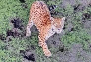 Onça-pintada é vista e fotografada do céu em Lucas do Rio Verde