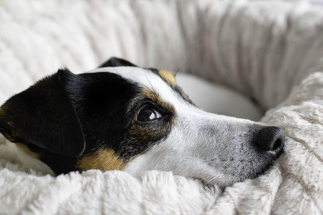 Pets resgatados precisam de tratamentos e adoção responsável