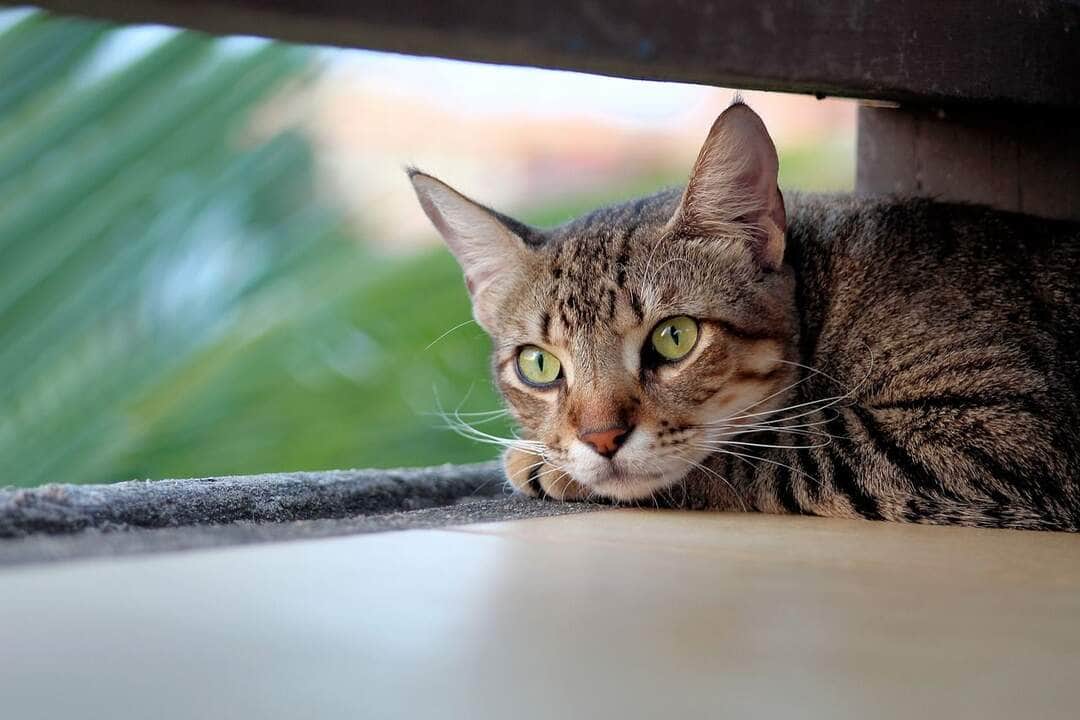 Pets resgatados precisam de tratamentos e adocao responsavel Pixabay 2