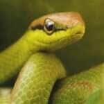 Snake - Fotos do Canva