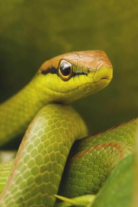 Snake - Fotos do Canva