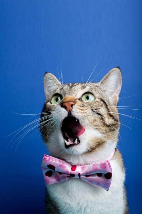 Surprised Cat looking up with a ribbon - Fotos do Canva