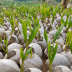 Abertura de mercado na Colômbia para sementes de coco