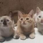 Filhotes de gato que foram disponibilizados para adoção pela Apanm  - Foto por: Apanm