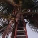 CBM-MT