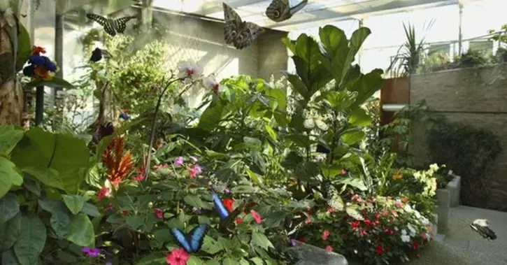 6 truques simples para atrair borboletas para o jardim da sua casa 6 borboleta.jpg
