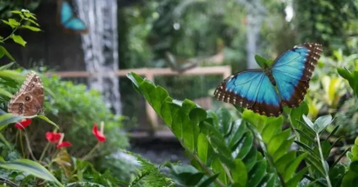 6 truques simples para atrair borboletas para o jardim da sua casa 2 borboletas.jpg