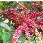 cafe arabica embrapa ro