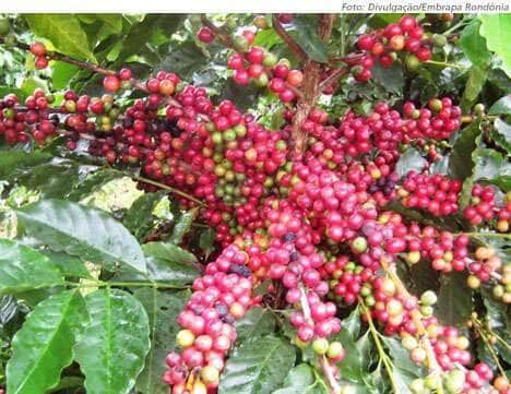 cafe arabica embrapa ro
