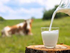Conheça as diferenças entre os produtos lácteos: leite, creme de leite e leite condensado