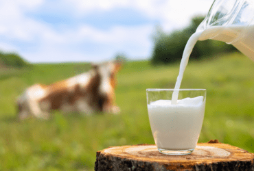 Pecuária leiteira se destaca como principal atividade na agricultura familiar de Mato Grosso