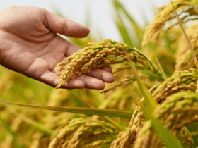 É mentira que arroz importado terá agrotóxicos proibidos no Brasil