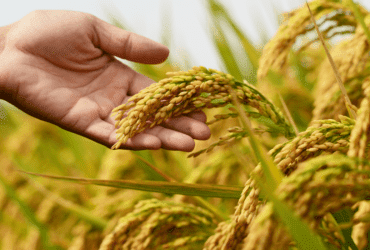 É mentira que arroz importado terá agrotóxicos proibidos no Brasil