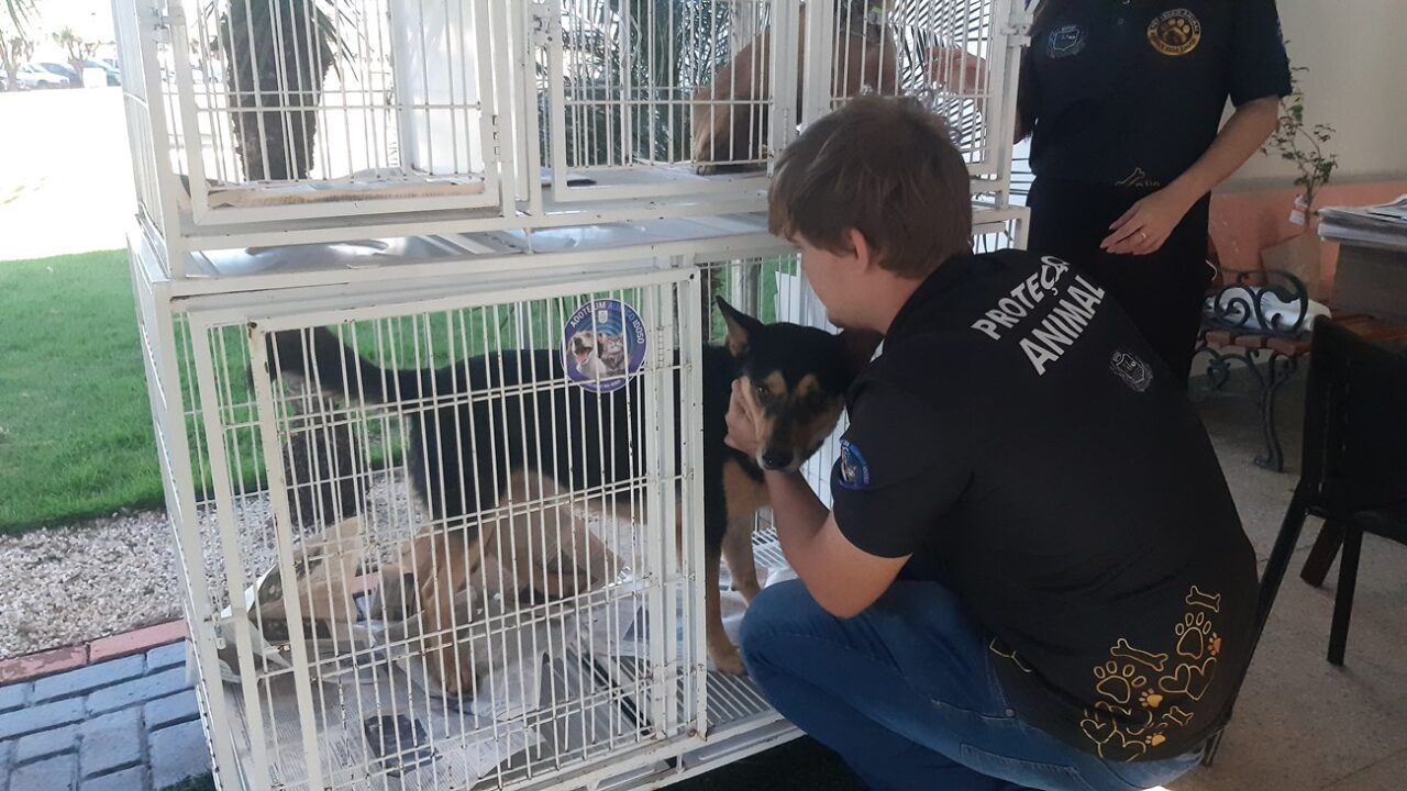 feira de adocao de animais 1