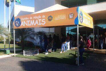 feira de adocao de animais